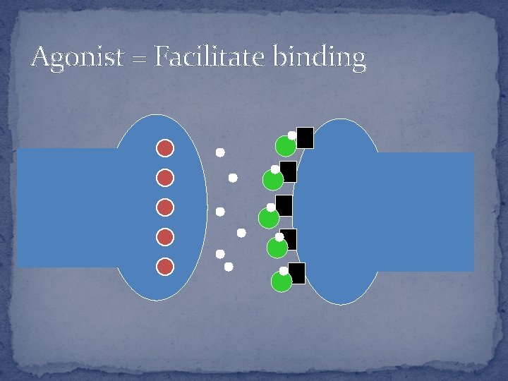 Agonist = Facilitate binding 