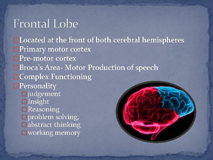 Frontal Lobe �Located at the front of both cerebral hemispheres �Primary motor cortex �Pre-motor