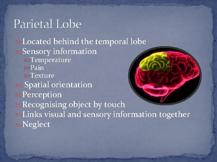 Parietal Lobe Located behind the temporal lobe Sensory information Temperature Pain Texture Spatial orientation