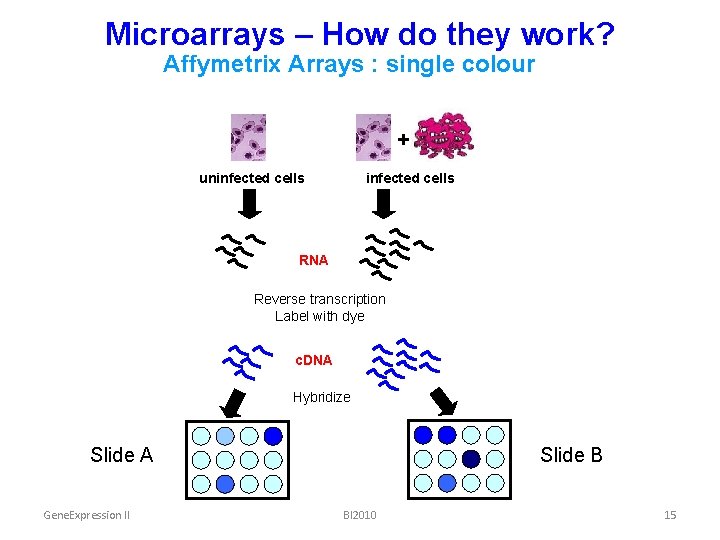 Microarrays – How do they work? Affymetrix Arrays : single colour + uninfected cells