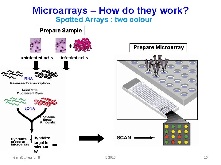 Microarrays – How do they work? Spotted Arrays : two colour Prepare Sample +