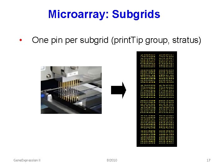 Microarray: Subgrids • One pin per subgrid (print. Tip group, stratus) Gene. Expression II