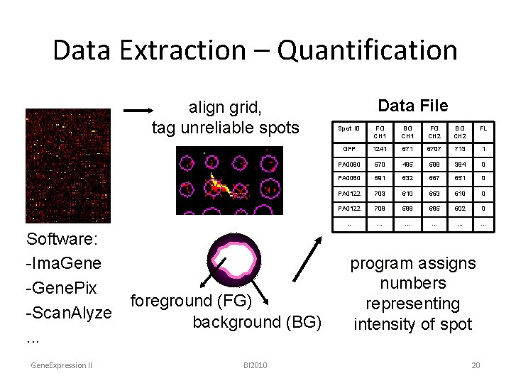 Data Extraction – Quantification align grid, tag unreliable spots Software: -Ima. Gene -Gene. Pix