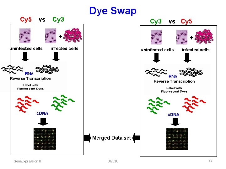 Cy 5 vs Cy 3 Dye Swap Cy 3 vs Cy 5 + uninfected