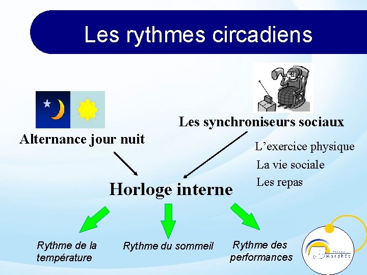 Les rythmes circadiens Les synchroniseurs sociaux Alternance jour nuit Horloge interne Rythme de la