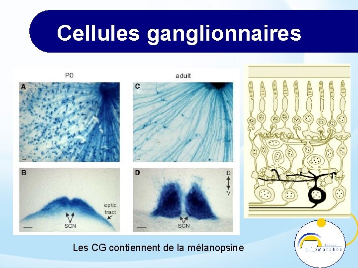 Cellules ganglionnaires Les CG contiennent de la mélanopsine 