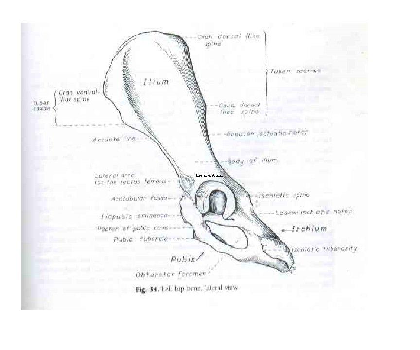 the acetabular 