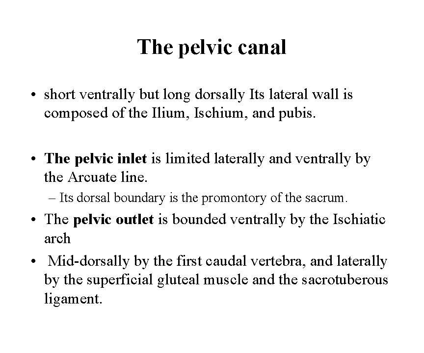 The pelvic canal • short ventrally but long dorsally Its lateral wall is composed
