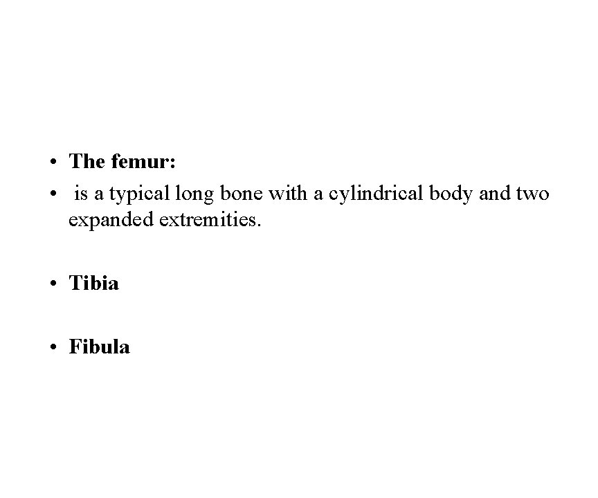  • The femur: • is a typical long bone with a cylindrical body