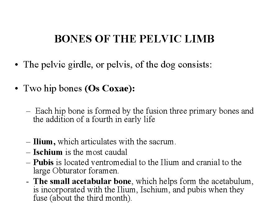 BONES OF THE PELVIC LIMB • The pelvic girdle, or pelvis, of the dog