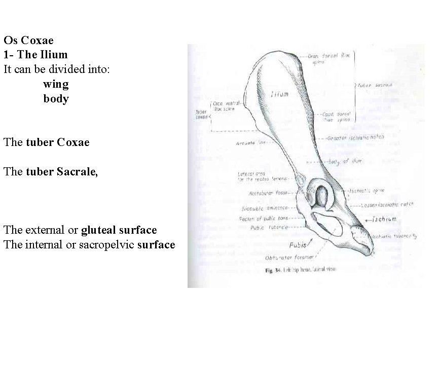 Os Coxae 1 - The Ilium It can be divided into: wing body The