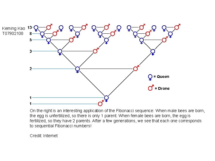 Keming Kao T 07902108 On the right is an interesting application of the Fibonacci