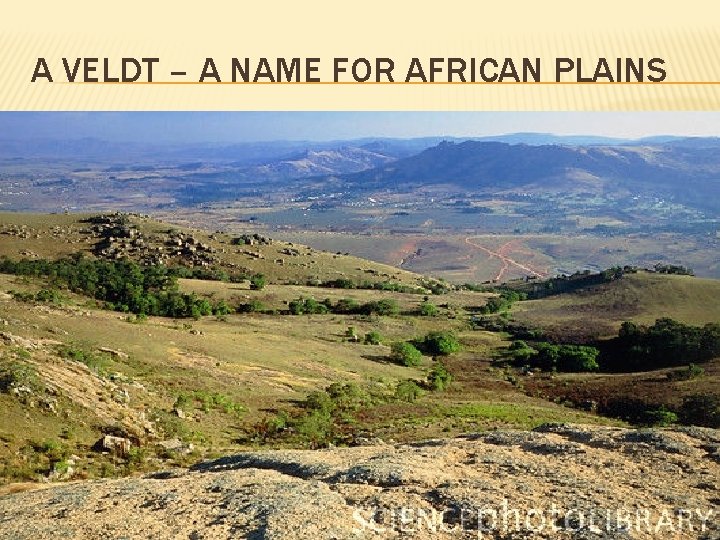 A VELDT – A NAME FOR AFRICAN PLAINS 