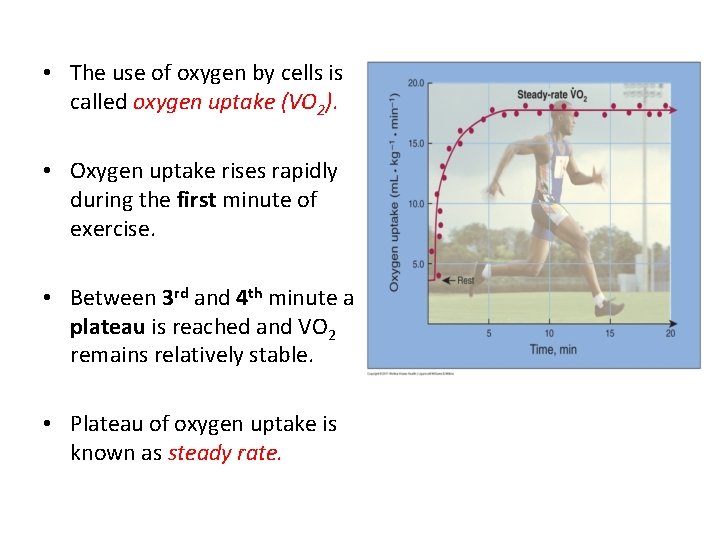  • The use of oxygen by cells is called oxygen uptake (VO 2).