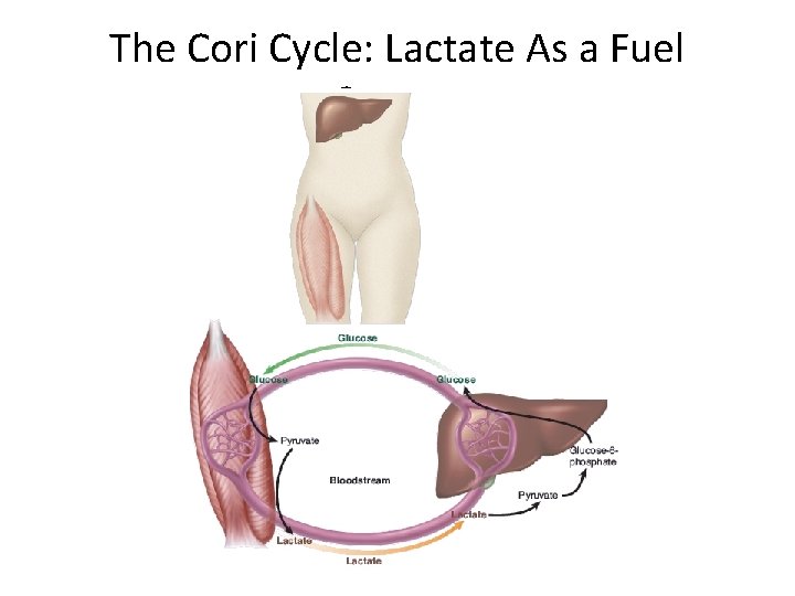 Factors Governing Fuel Selection The Cori Cycle: Lactate As a Fuel Source 