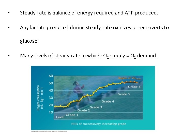  • Steady-rate is balance of energy required and ATP produced. • Any lactate