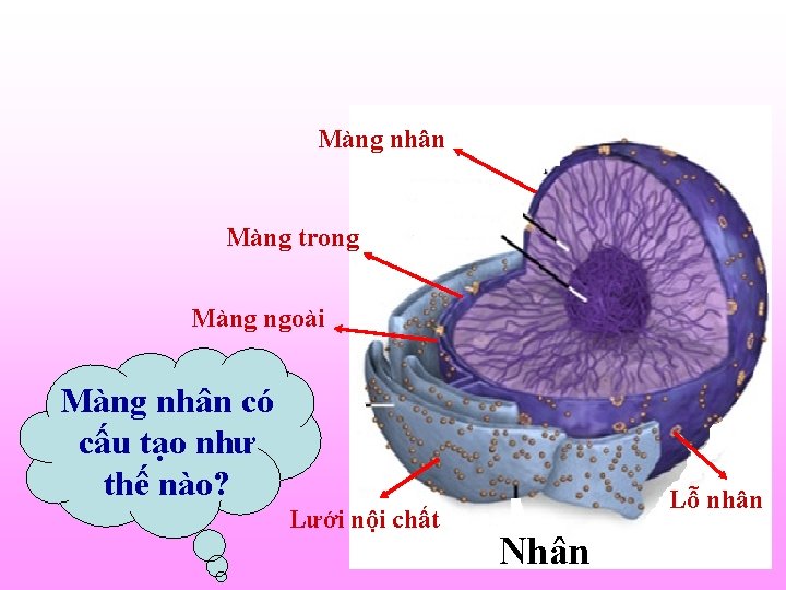 Màng nhân Màng trong Màng ngoài Màng nhân có cấu tạo như thế nào?