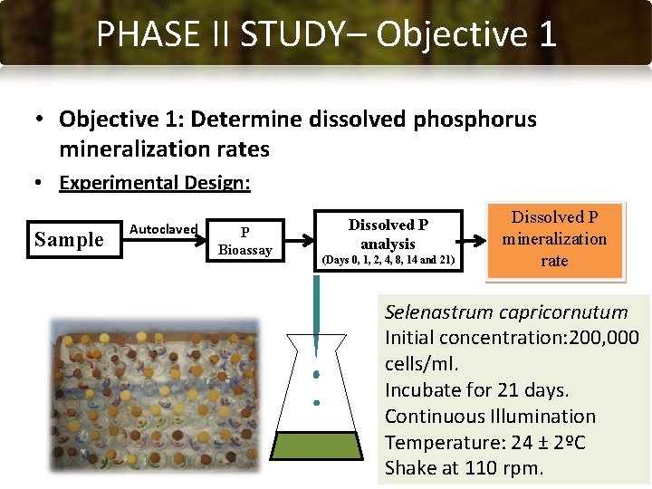 PHASE CONCLUSIONS II STUDY– Objective 1 • Objective 1: Determine dissolved phosphorus mineralization rates