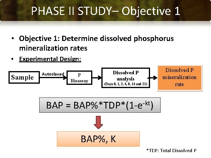 PHASE CONCLUSIONS II STUDY– Objective 1 • Objective 1: Determine dissolved phosphorus mineralization rates