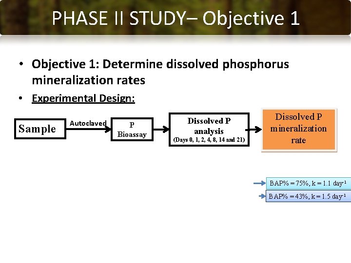 PHASE CONCLUSIONS II STUDY– Objective 1 • Objective 1: Determine dissolved phosphorus mineralization rates