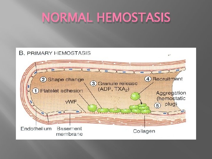 NORMAL HEMOSTASIS 