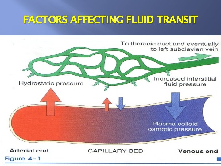 FACTORS AFFECTING FLUID TRANSIT 