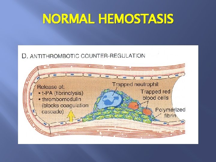 NORMAL HEMOSTASIS 