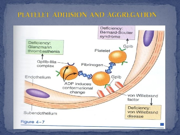 PLATELET ADHISION AND AGGREGATION 