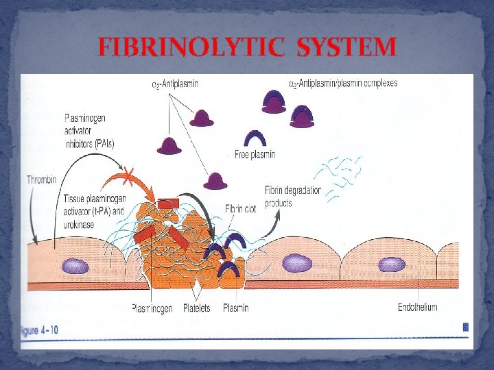 FIBRINOLYTIC SYSTEM 