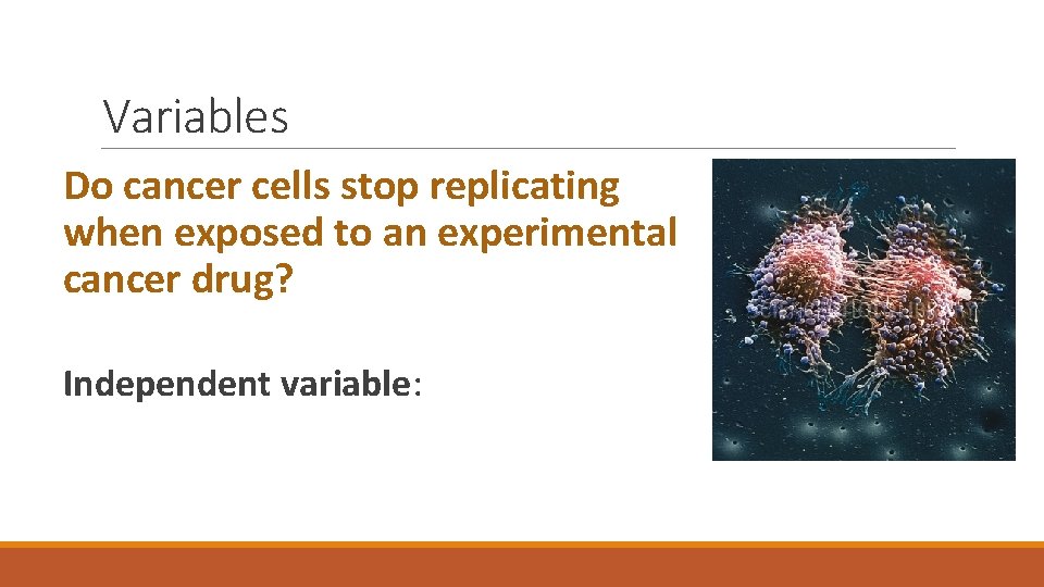 Variables Do cancer cells stop replicating when exposed to an experimental cancer drug? Independent