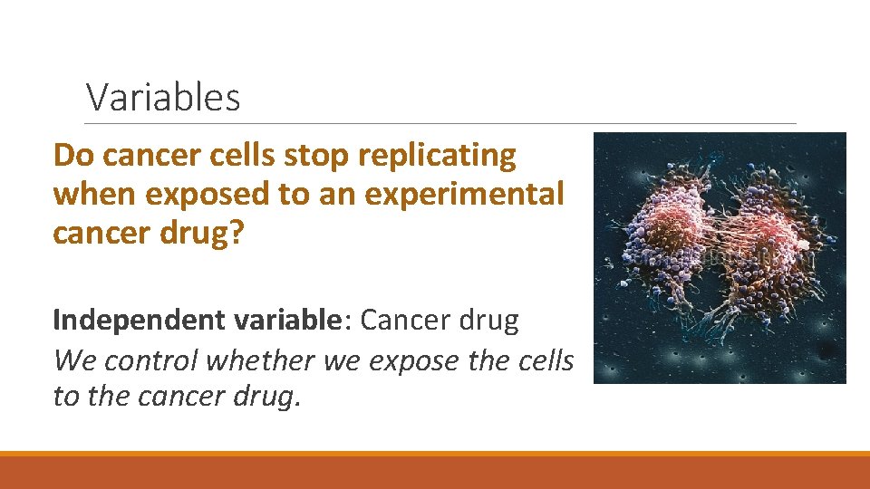 Variables Do cancer cells stop replicating when exposed to an experimental cancer drug? Independent