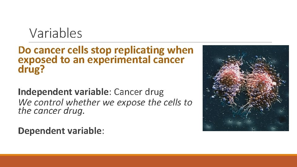 Variables Do cancer cells stop replicating when exposed to an experimental cancer drug? Independent