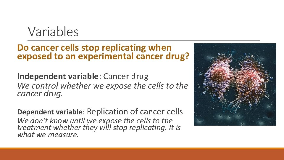 Variables Do cancer cells stop replicating when exposed to an experimental cancer drug? Independent