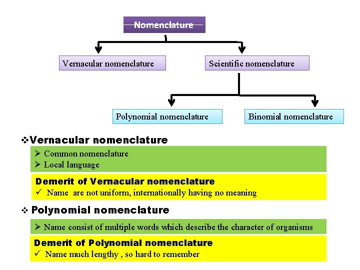 Nomenclature Vernacular nomenclature Scientific nomenclature Polynomial nomenclature Binomial nomenclature v. Vernacular nomenclature Ø Common