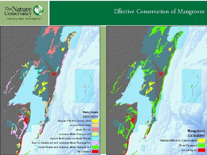 Effective Conservation of Mangroves 