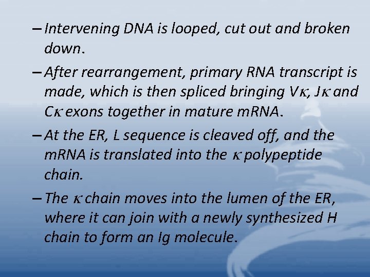 – Intervening DNA is looped, cut out and broken down. – After rearrangement, primary
