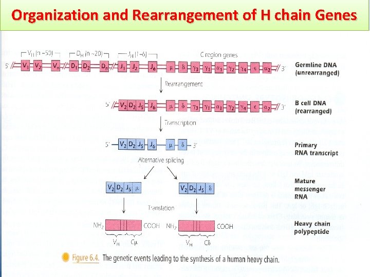 Organization and Rearrangement of H chain Genes 