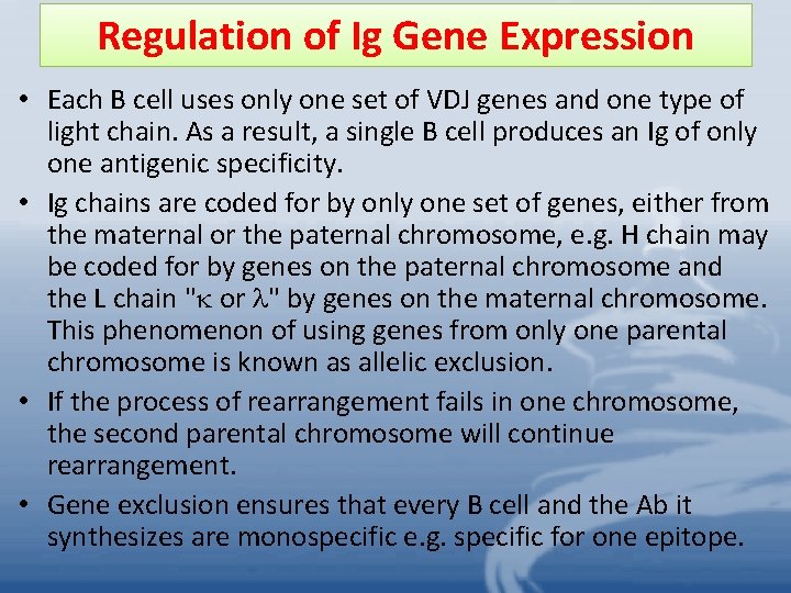 Regulation of Ig Gene Expression • Each B cell uses only one set of