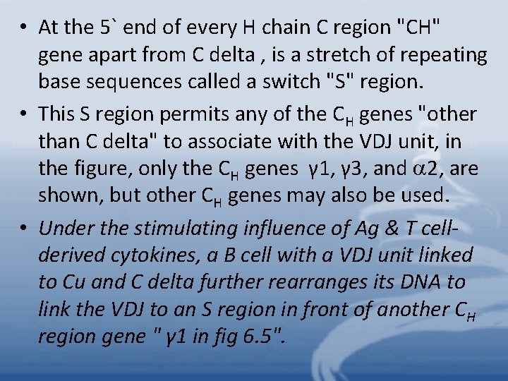  • At the 5` end of every H chain C region "CH" gene