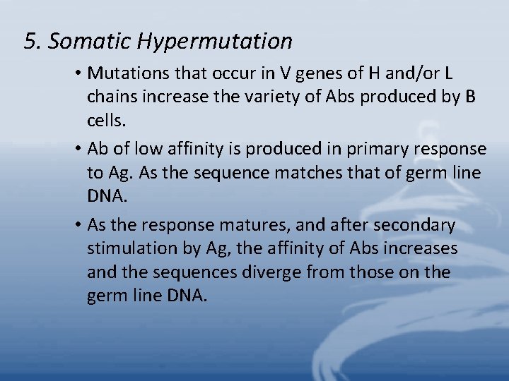 5. Somatic Hypermutation • Mutations that occur in V genes of H and/or L