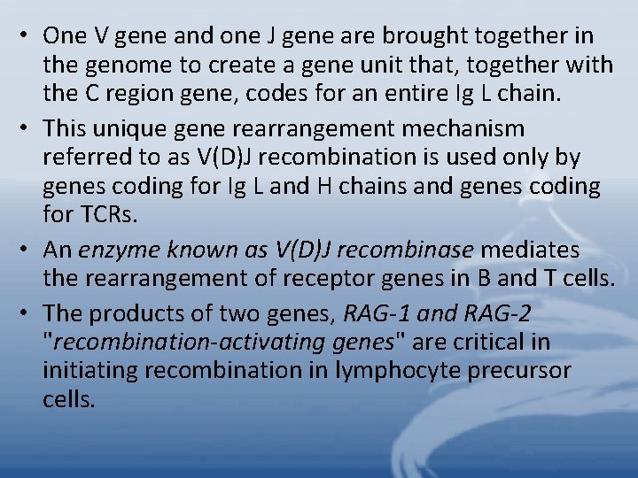  • One V gene and one J gene are brought together in the