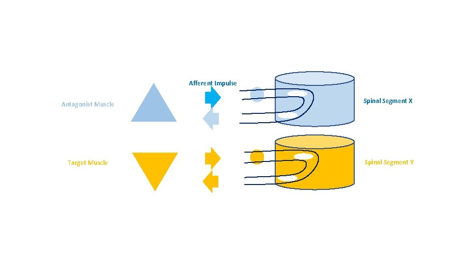 Afferent Impulse Antagonist Muscle Target Muscle Spinal Segment X Spinal Segment Y 