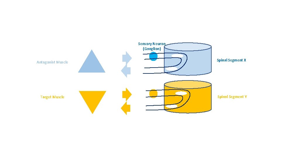 Sensory Neuron (Ganglion) Antagonist Muscle Target Muscle Spinal Segment X Spinal Segment Y 