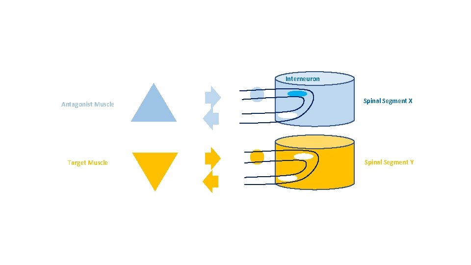 Interneuron Antagonist Muscle Target Muscle Spinal Segment X Spinal Segment Y 