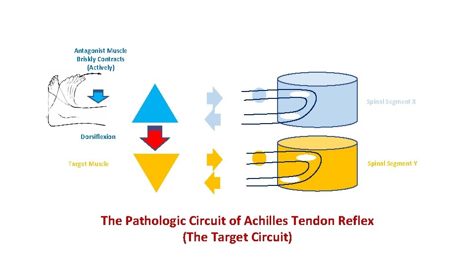 Antagonist Muscle Briskly Contracts (Actively) Spinal Segment X Dorsiflexion Target Muscle Spinal Segment Y