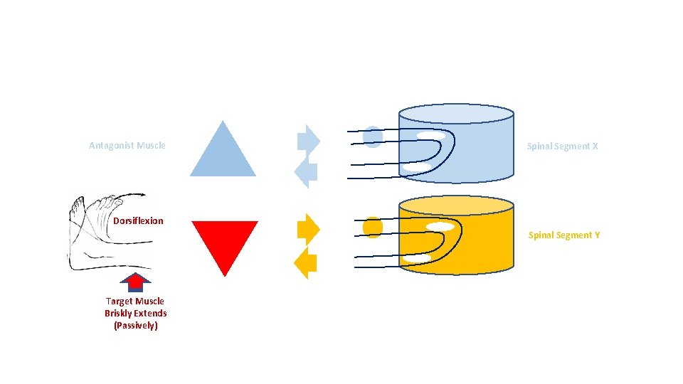 Antagonist Muscle Spinal Segment X Dorsiflexion Spinal Segment Y Target Muscle Briskly Extends (Passively)