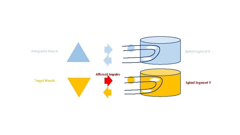 Antagonist Muscle Spinal Segment X Afferent Impulse Target Muscle Spinal Segment Y 