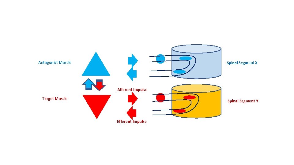 Antagonist Muscle Spinal Segment X Afferent Impulse Target Muscle Spinal Segment Y Efferent Impulse