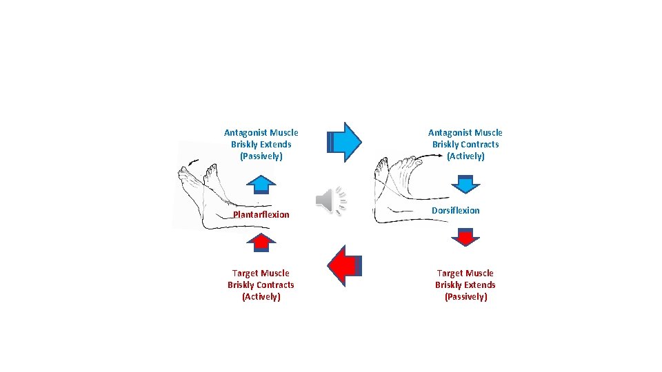 Antagonist Muscle Briskly Extends (Passively) Plantarflexion Target Muscle Briskly Contracts (Actively) Antagonist Muscle Briskly
