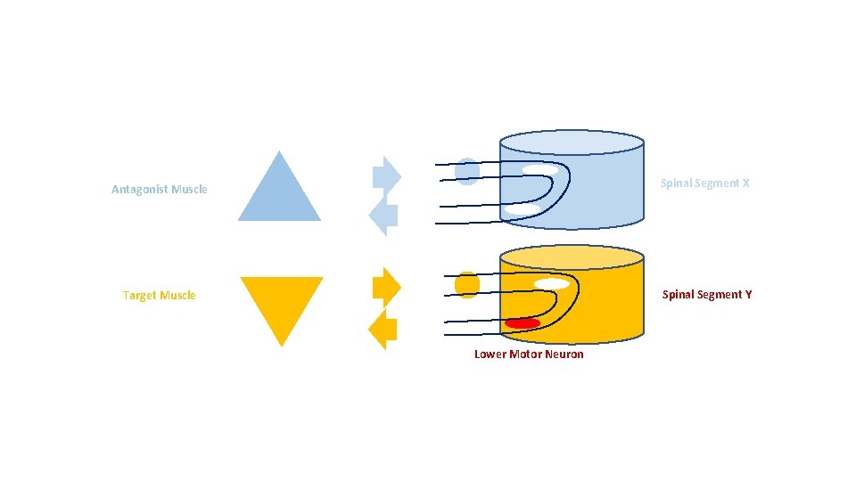 Spinal Segment X Antagonist Muscle Spinal Segment Y Target Muscle Lower Motor Neuron 